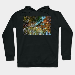 Plenty of beech trees trunks and branches with autumn colored leaves in Canfaito forest Hoodie